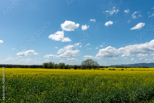Blooming rapeseed field under blue sky and white clouds