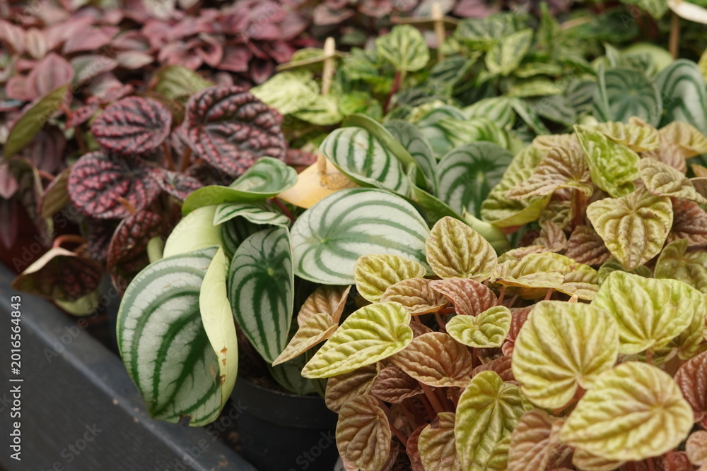 Fototapeta premium Various Indoor Plants Collection