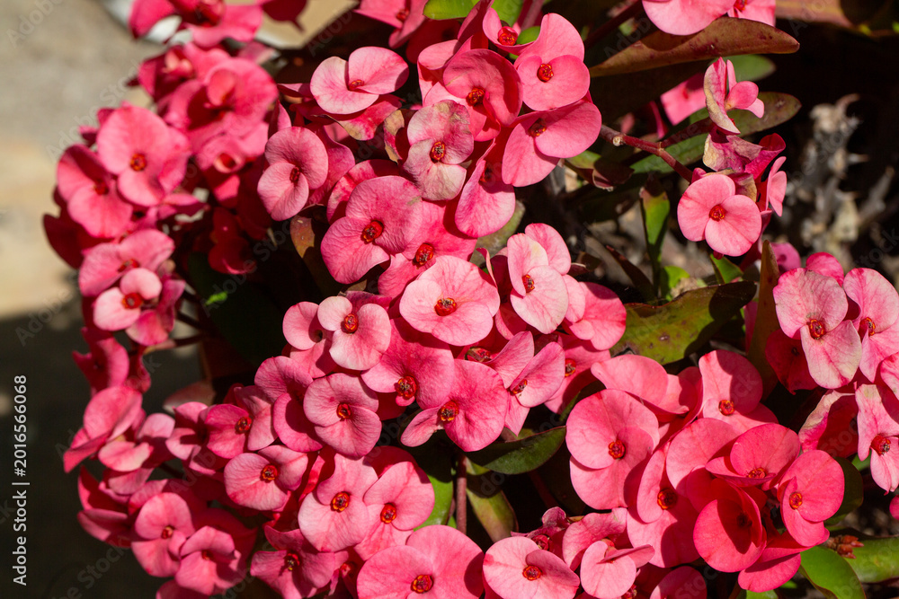 Fototapeta premium Cluster of Bright Pink Crown of Thorns (Euphorbia milii) Flowers in Full Bloom