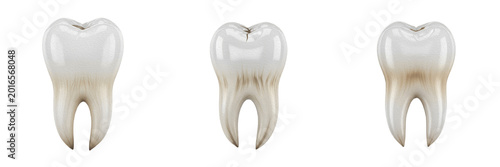 Foto Realistic Human Molar Tooth Dental Anatomy Isolated on White Background, PNG