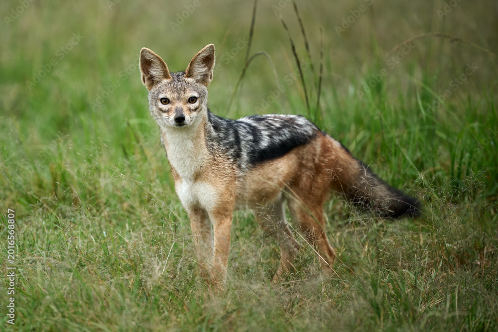 Fototapeta premium Alert black-backed jackal portrait in natural savanna habitat