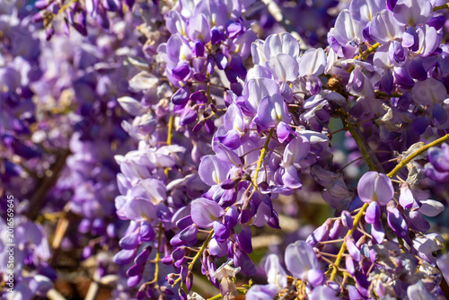 Beautiful Purple Wisteria Flowers Blooming in Abundance During Springtime