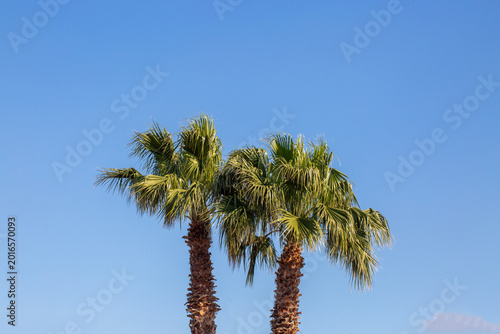 Two Washingtonia Palm Trees...