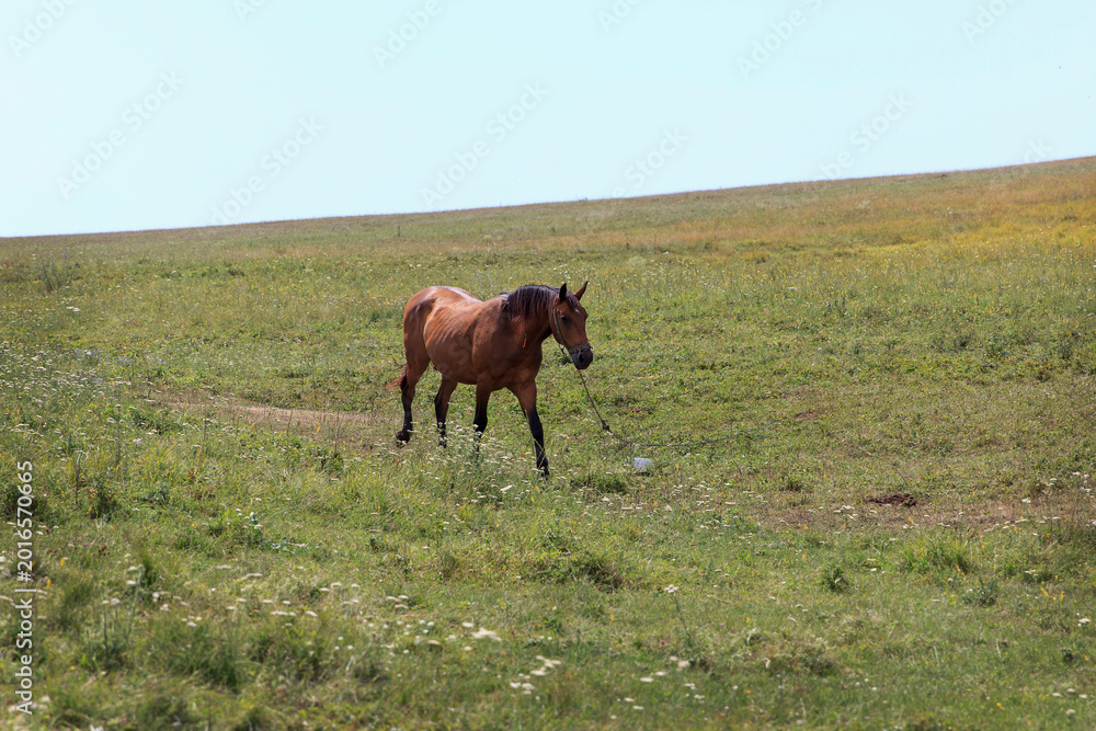 Fototapeta premium A brown horse grazes in a lush green field under a clear blue sky