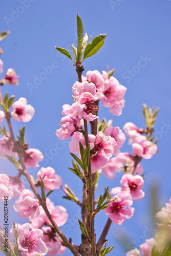 Obraz na płótnie blooming plum flower