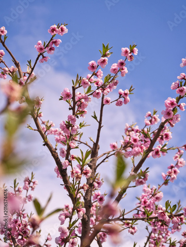 Obraz na płótnie blooming plum flower