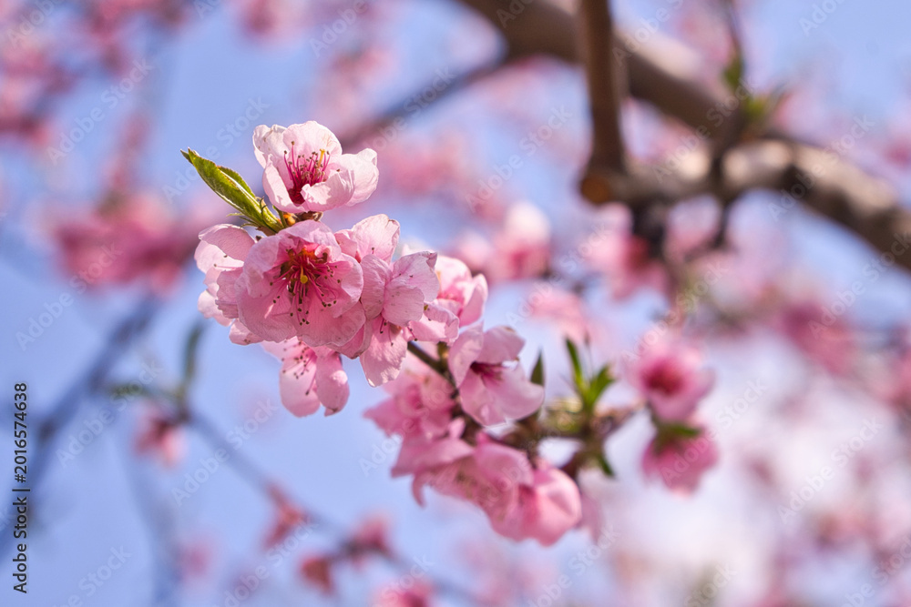 Fototapeta premium blooming plum flower