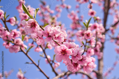 Obraz na płótnie blooming plum flower