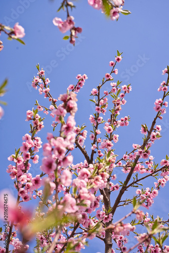 Obraz na płótnie blooming plum flower