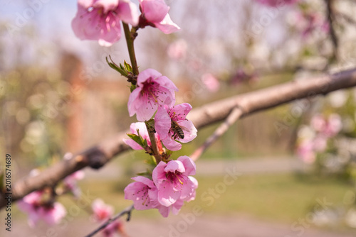 Obraz na płótnie blooming plum flower
