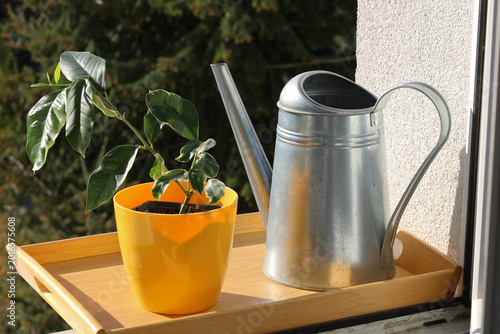 Lemon tree in a pot and a watering can for flowers