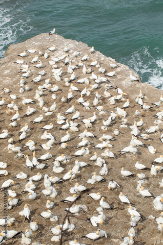Gannet colony with chicks on coastal cliff above ocean New Zealand