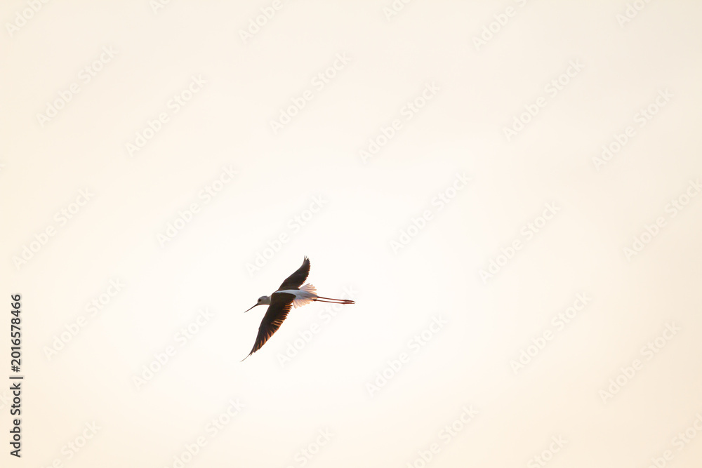 Fototapeta premium Elegant black winged stilt captured in midair against a pale sunset sky, showcasing graceful movement, delicate wings, and peaceful wildlife scenery.