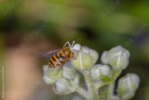 Tableau sur toile Flower Crab Spider and hoverfly prey
