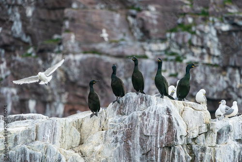 Canvas Print European shag (Gulosus aristotelis)