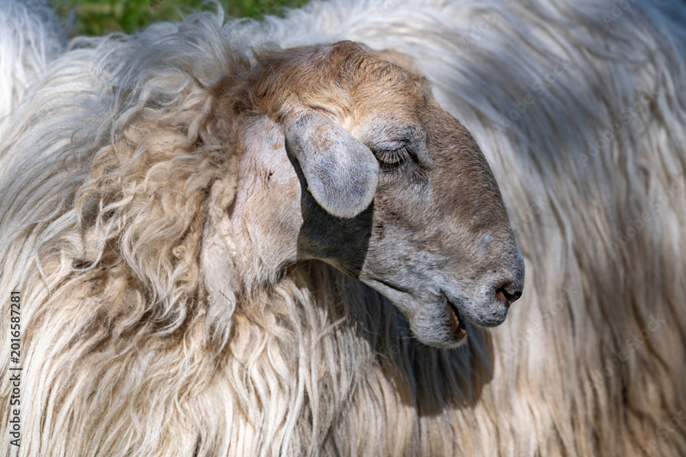 Fototapeta premium White woolly sheep resting on a sunny day