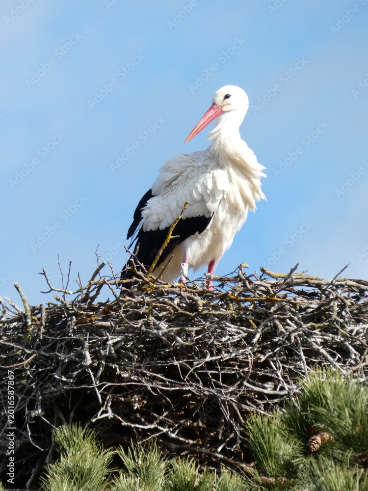 Fototapeta premium White Stork Standing on Nest Against Clear Blue Sky. The fascinating White Storks. One stork standing on it's nest made of branches and twigs. High quality photo