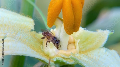 Honey Bee Collecting Nectar Inside a Vibrant Yellow Pumpkin Flower in Tropical Garden, Macro Close-up