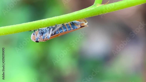 Leafhopper Bothrogonia on Green Stem Excreting a Clear Honeydew Droplet from its Abdomen, Macro Close-up