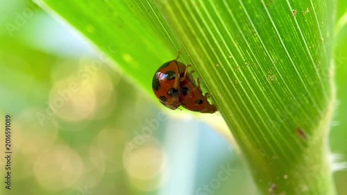 Mating Ladybugs Coccinellidae on Green Corn Leaf Macro Close-up with Natural Soft Bokeh Background in Garden