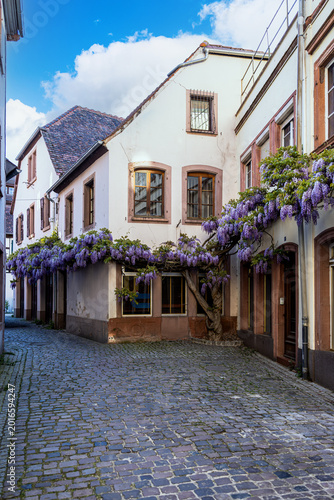 Quiet cobblestone street with blooming wisteria in historic Wissembourg old town