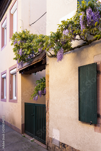 Blooming wisteria climbing along traditional house facade in Wissembourg, France