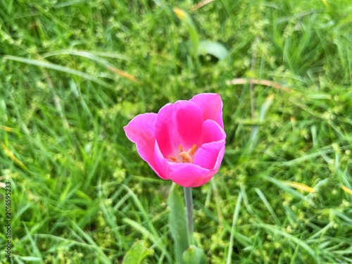  Tulip flower. Beautiful tulips flower in tulip field at winter or spring day. Colorful tulips flower in the garden. Beautiful tulips flower for postcard beauty design