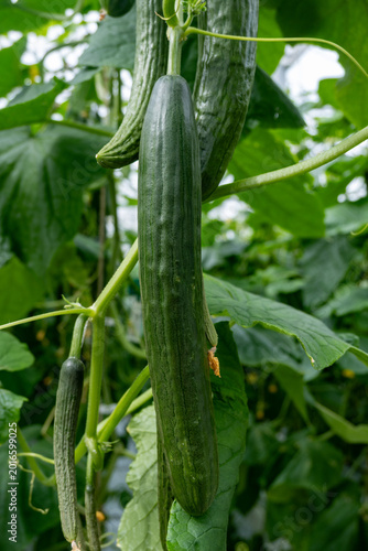 Fresh farm cucumbers vegetables, harvesting, processing in greenhouse after harvest, sorting, packaging, agricultural innovations in Netherlands, food growing farm in Europe