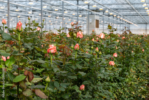 Dutch greenhouse with growing roses flowers, variety of roses, high quality flowers from the Netherlands for export world wide, rows of different roses plants