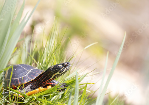 Foto Colorful painted turtle in natural habitat, reptile in spring grass, wildlife photography