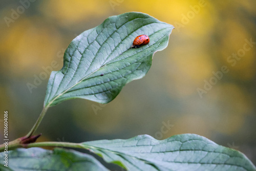 Konstfotografi Rare macro of a ladybug metamorphosis: pupa stage on a green leaf with larval sk