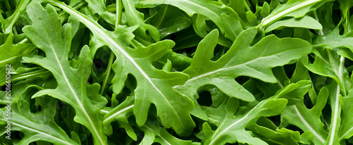 Fresh Green Arugula Leaves with Water Droplets as a Background - Healthy Superfood Concept. Wide banner. 