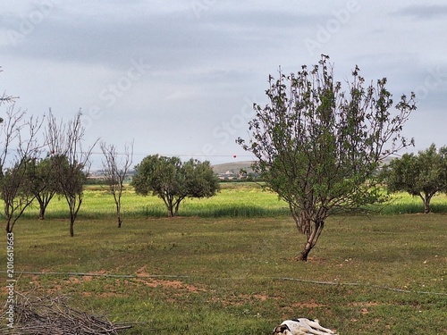 tree in the field