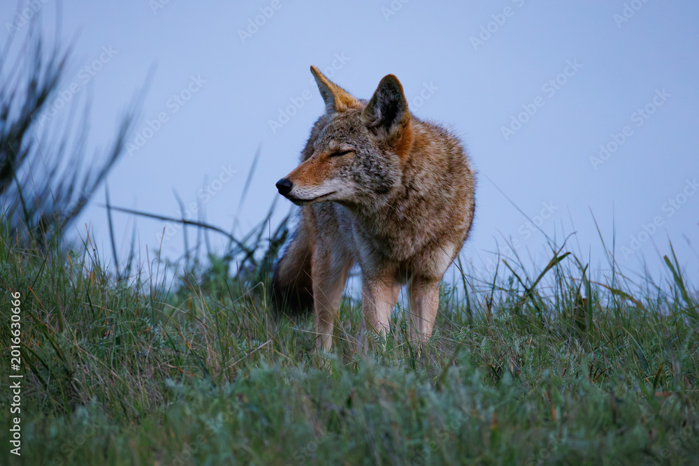 Fototapeta premium Coyote in a grass