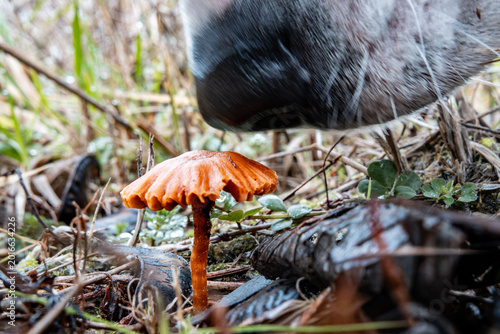 Billede på lærred Dog nose sniffing mushroom