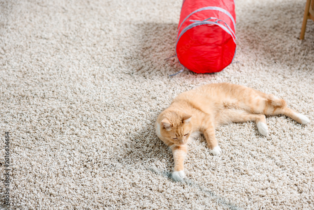 Fototapeta premium Cute cat resting on carpet and toy tunnel at home, space for text
