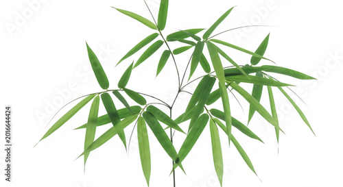 Green bamboo leaves illustration