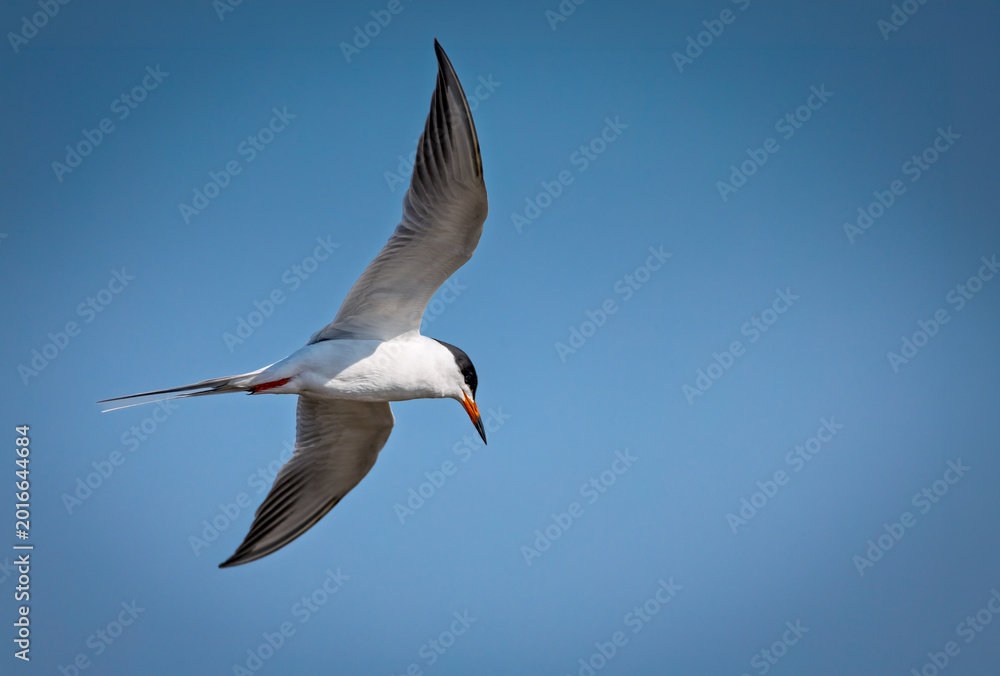 Obraz premium Common Tern (Sterna hirundo) in flight against a clear blue sky, Long Point, Ontario, Canada.