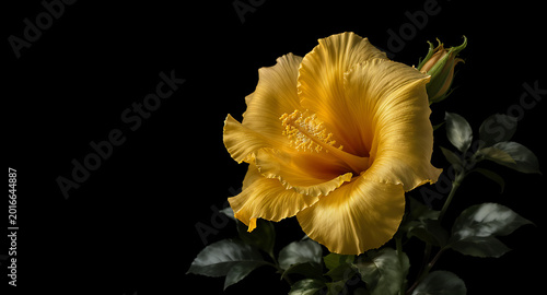 Vibrant yellow hibiscus flower in full bloom against a dark background.