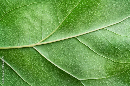 Close-up of Fresh Green Leaf Showing Veins and Texture for Nature and Plant Study