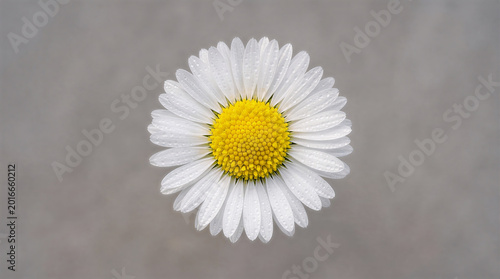 Foto Makro Bunga Daisy Putih dengan Tetesan Embun Segar pada Latar Belakang Abu-abu Minimalis