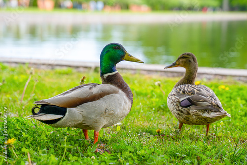 Male and female mallard duck standing together on green grass near pond in summer park, wildlife pair nature concept.