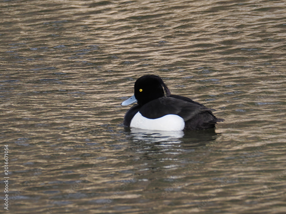 Fototapeta premium 公園の池でくつろぐキンクロハジロ