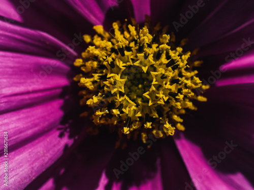 Cosmos flower