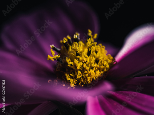 Cosmos flower