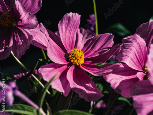 Cosmos flower