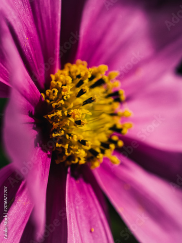 Cosmos flower