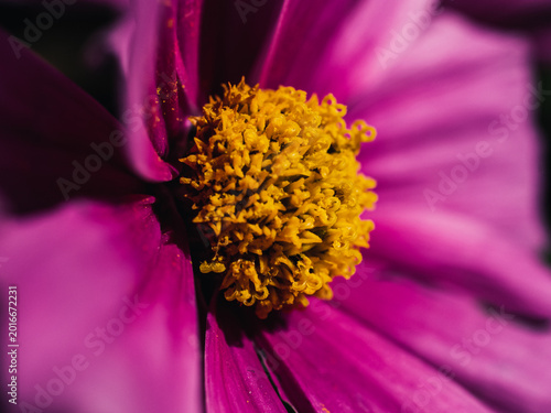 Cosmos flower