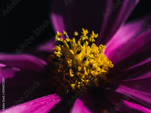 Cosmos flower