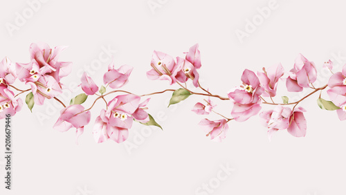 Horizontal border featuring watercolor-style pink Bougainvillea flowers on a ...